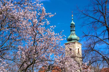Çiçek, bahar, elma ağaçları, kayısılar, ruh hali.,