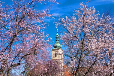 Çiçek, bahar, elma ağaçları, kayısılar, ruh hali.,