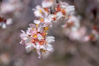 Bahar günü çiçek açan elma ağaçları