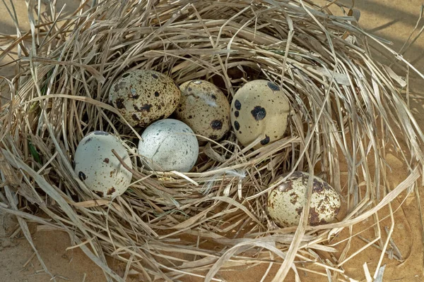 Quail Eggs Nest — Stock Photo, Image