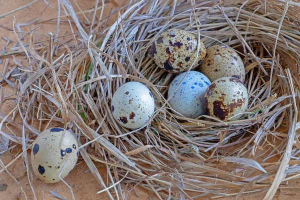 Wachteleier Nest — Stockfoto