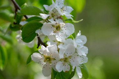 Meyve bahçesinde çiçek açan meyve bitkileri