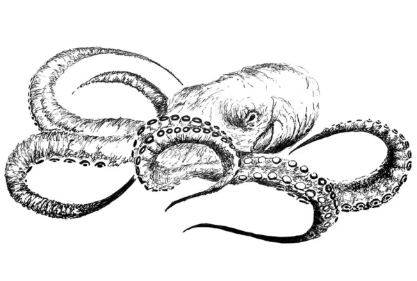 漂亮的章鱼水墨画 — 图库照片