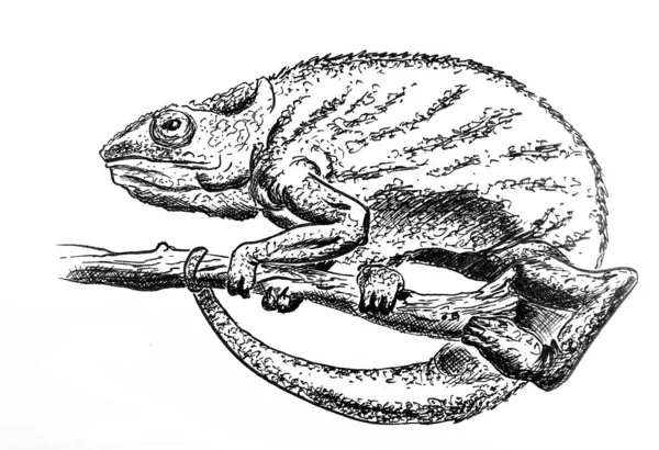 Rysunek Tuszu Kameleona — Zdjęcie stockowe