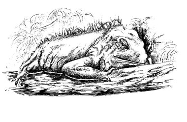 Vahşi iguana dijital illüstrasyon 