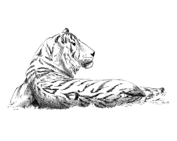 Tygrys Białym Tle — Zdjęcie stockowe