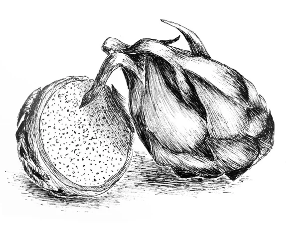Dragon Fruit Ink Drawing — Stock Photo, Image