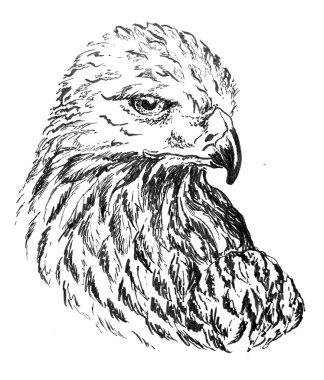 Kartal mürekkebi çizimi. 