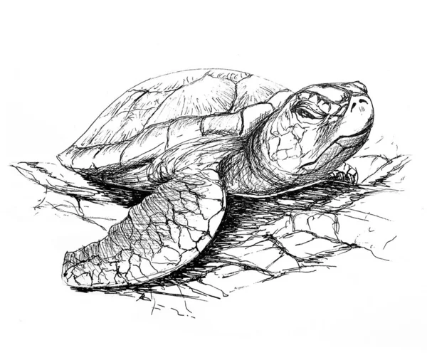 Illustration Encre Une Tortue — Photo