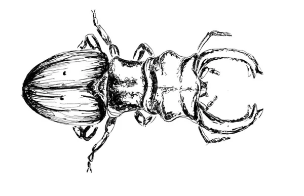 Stag beetle ink drawing