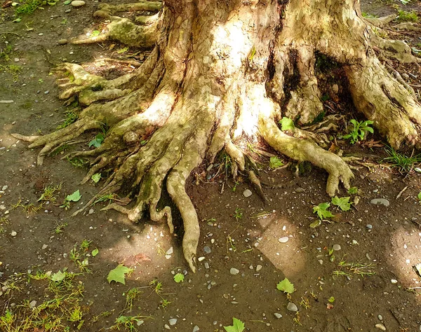 Raíz Torcida Árbol — Foto de Stock