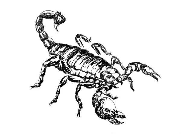 Dibujo Tinta Escorpión Depredador — Foto de Stock