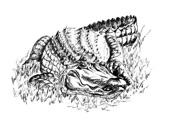 Szkic Aligatora — Zdjęcie stockowe