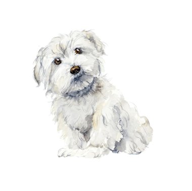 Malta köpek. Portre küçük köpek. 