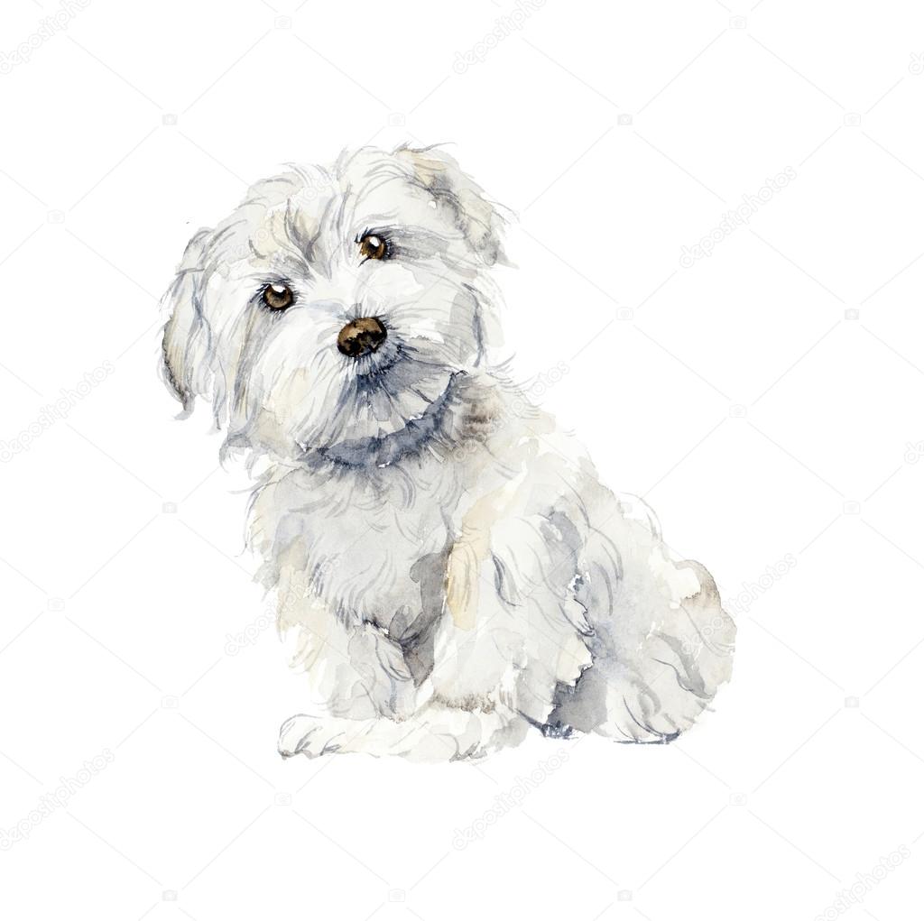Maltese dog. Portrait small dog. 