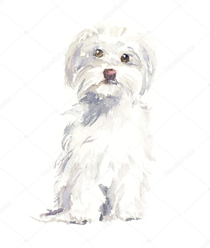 wallpapers Black Small Maltese Dog https depositphotos com 126592406 stock photo maltese dog portrait small dog html