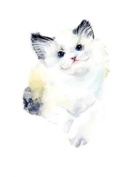 Le chaton blanc souriant — Photo