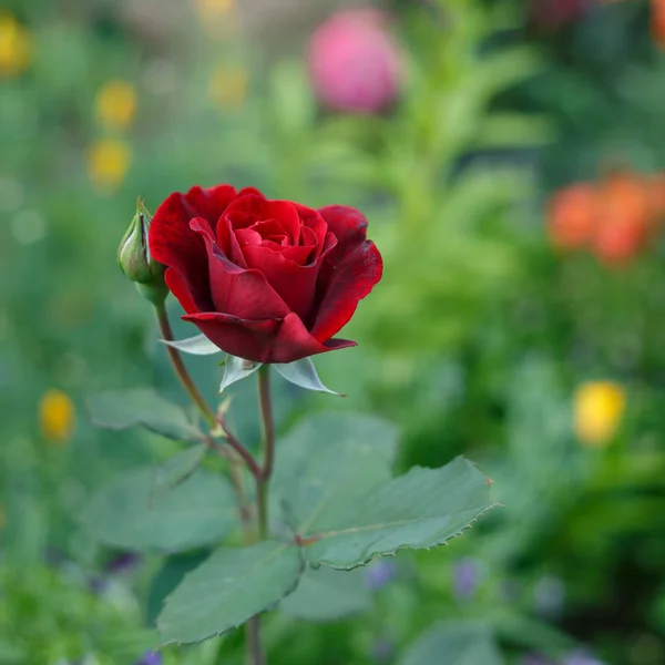Röda Rosor Buske Trädgård Ryssland — Stockfoto