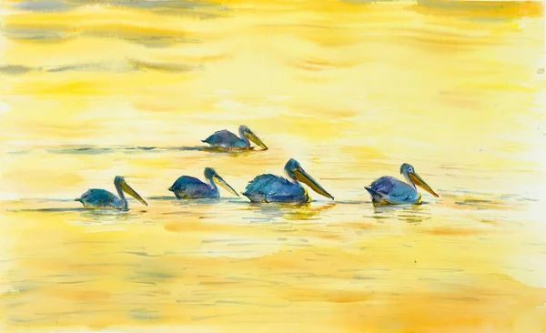 Pelikan sarı Nehri üzerinde. 