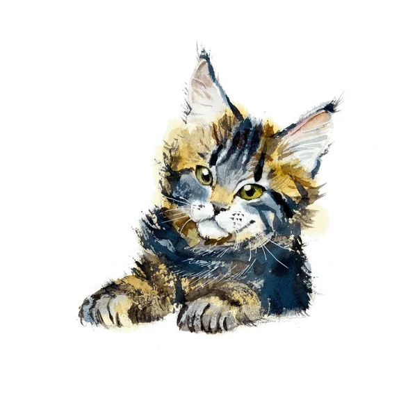 Kitten Maine Coon. — Stock Fotó