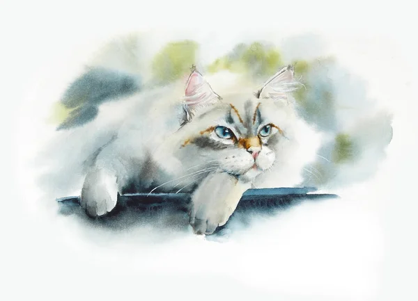 Domestic Cat Siberian Watercolor Hand Drawn Illustration — Stock Photo, Image