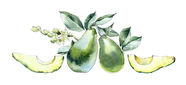 Avocado. Illustrazione disegno a mano ad acquerello — Foto Stock
