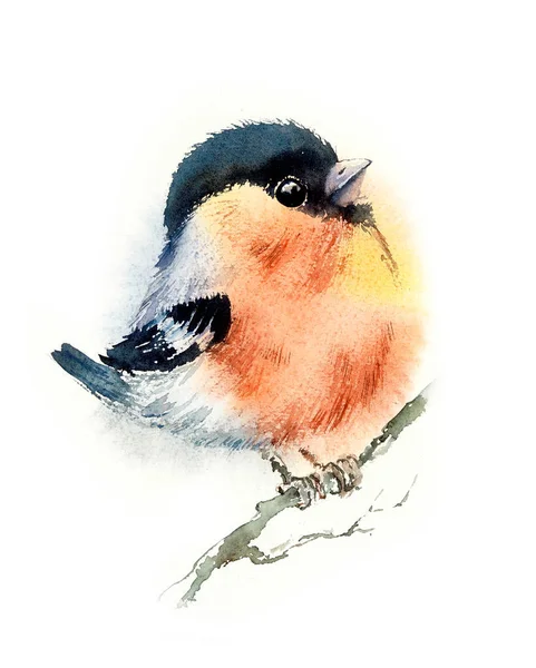 Bullfinch su un ramo. Schema con uccello. Illustrazione disegnata a mano acquerello — Foto Stock