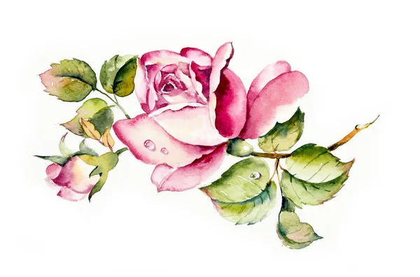 Pattern from pink rose. Wedding drawings. Watercolor painting. Greeting cards. Rose background, watercolor composition. Flower backdrop.