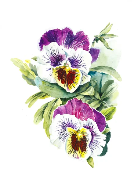 Ramo Violetas Fondo Flores Acuarela Ilustración Dibujada Mano — Foto de Stock