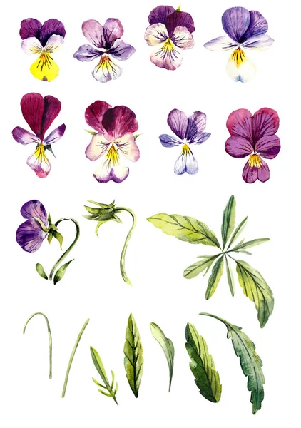 ヴァイオレットのセット 花の背景 開花スミレ 手描きで装飾 水彩イラスト — ストック写真