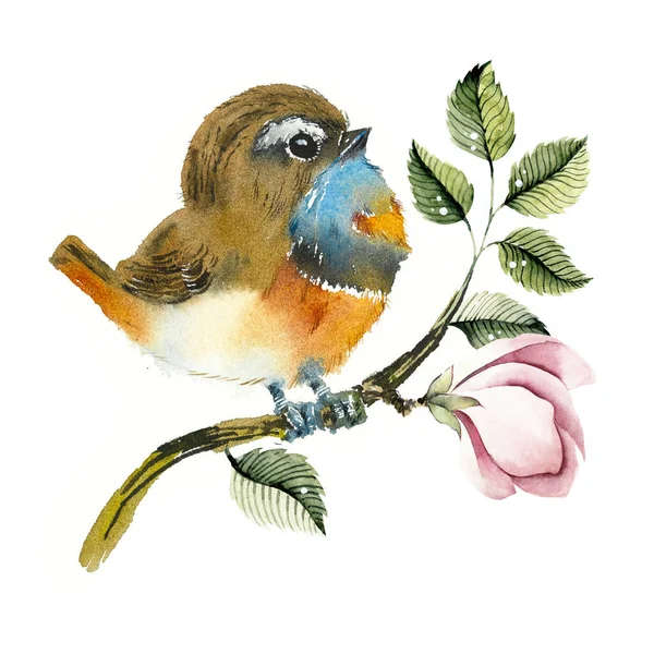 Bluethroat Sur Une Branche Modèle Avec Oiseau Aquarelle Illustration Dessinée — Photo