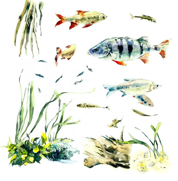 Poleiro Pescar Padrão Habitantes Água Ilustração Desenhada Mão Aquarela — Fotografia de Stock
