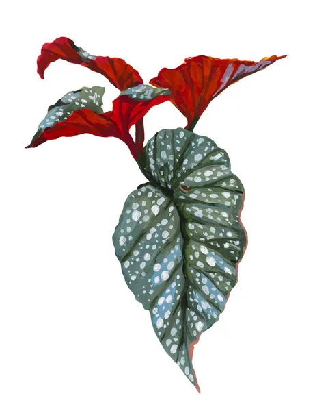 Begonia Houseplants Gouache Hand Drawn Illustration — Stock Photo, Image