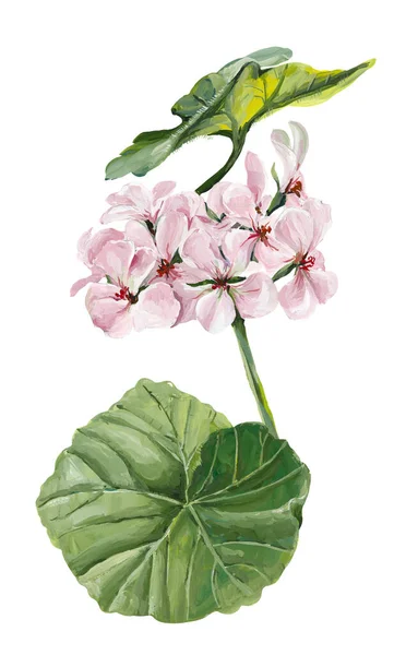 Geranium Rośliny Domowe Ilustracja Ręcznie Rysowane Gwasz — Zdjęcie stockowe