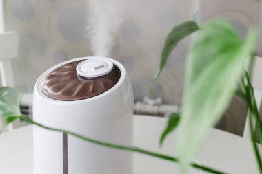 Beyaz hava nemlendirici ev bitkisine buhar yayıyor. Kuru havanın nemlendirilmesi. Püskürtücüye odaklan. Hava saflığı ve sağlık hizmeti konsepti. Odadaki nem oranı artıyor..