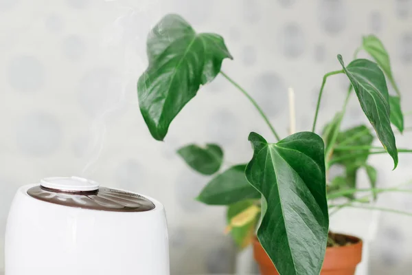 White air humidifier spreading steam on houseplant. Humidification of dry air. Selective focus. Air purity and healthcare concept. Increasing the humidity in the room. Comfortable living conditions.