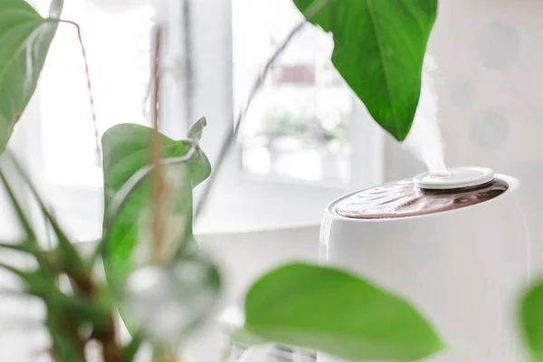 White air humidifier spreading steam on houseplant. Humidification of dry air. Selective focus. Air purity and healthcare concept. Increasing the humidity in the room. Comfortable living conditions.