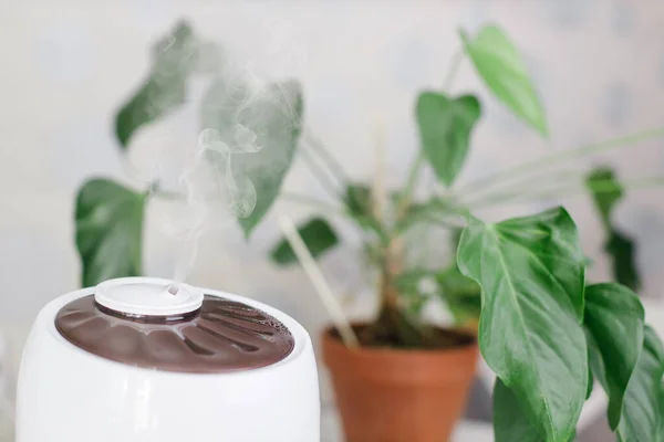 Close up photo of white air humidifier spreading steam. Humidification of dry air. Selective focus on vapor. On background houseplant in pot. Comfortable daily life. Air purity and healthcare concept.