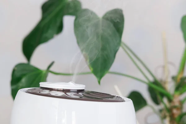 Close up photo of white air humidifier spreading steam. Humidification of dry air. Selective focus on vapor. On background houseplant in pot. Comfortable daily life. Air purity and healthcare concept.