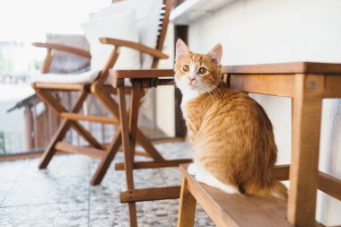 Güzel pofuduk kızıl kedi tabureye oturup kameraya bakıyor. Yanında kedi ahşap koltuk ve masa var. Kedili surat ve kedi bıyığına odaklan. Evcil hayvanlar ve evcil hayvanlar konsepti.