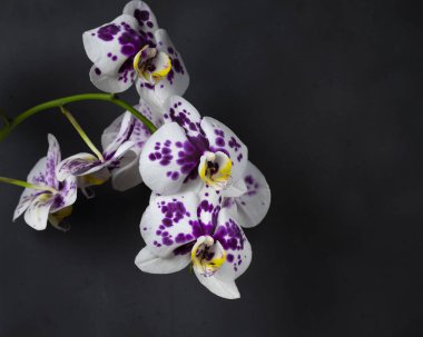 Siyah arka planda mor merkezli beyaz bir orkide..