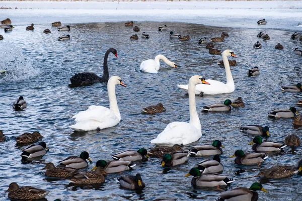 In winter, beautiful swans swim on the ice-free lake.