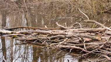 Nehirde kunduz barajı
