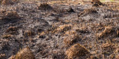 Vahşi yangından sonra ölü orman. Yangından sonra ormanda yanmış orman ve ağaç..