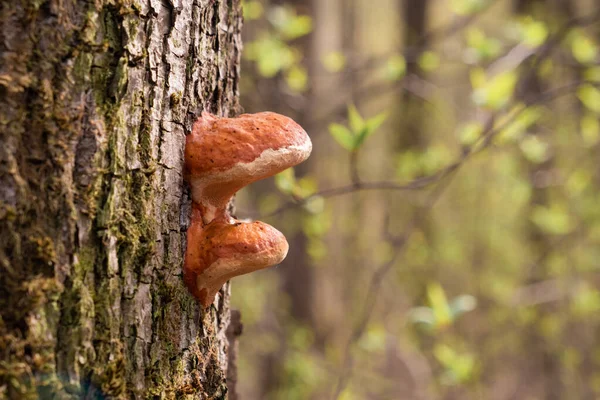 Champiñones Seta Silvestre Marrón Árbol Grande Que Cayó Bosque Profundo — Foto de Stock