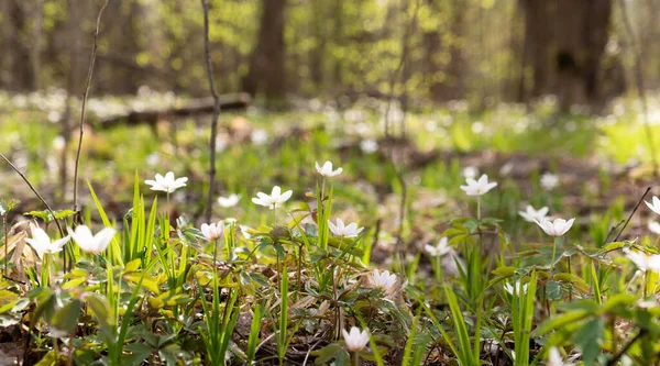 Springtime is the moment for this beautiful flower. Snowdrop anemone, a clearing of snowdrops in the forest