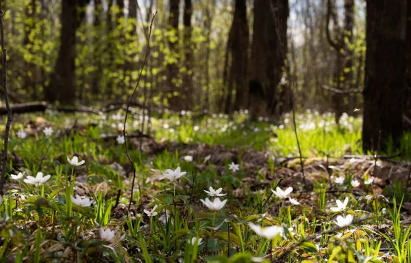 Bahar Mevsimi Güzel Çiçeğin Zamanıdır Kar Damlası Şakayığı Ormandaki Bir — Stok fotoğraf