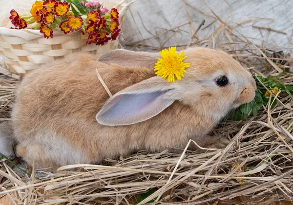 Милий Маленький Кролик Персикового Кольору Квіткою Вухами Сонячний День — стокове фото