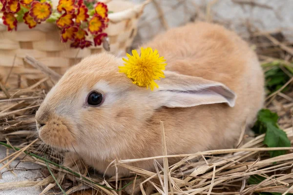 Милий Маленький Кролик Персикового Кольору Квіткою Вухами Сонячний День — стокове фото