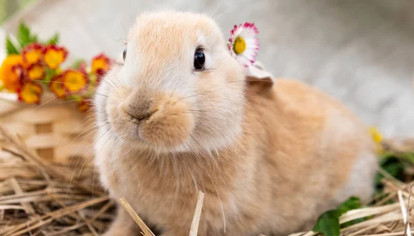 Söt Liten Persikofärgad Kanin Med Blomma Bakom Öronen Solig Dag — Stockfoto